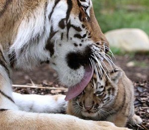 Tiger mum